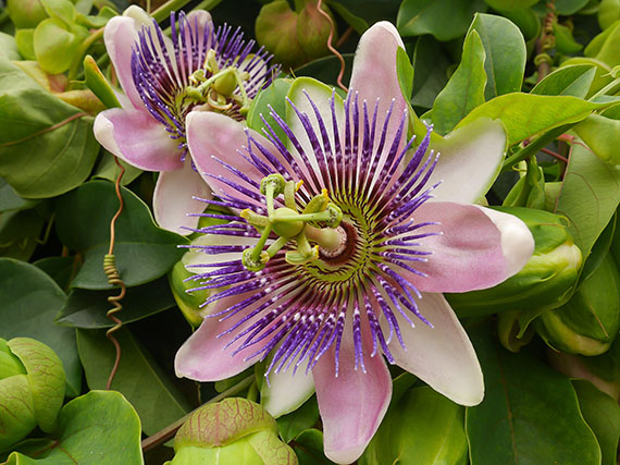 Las flores (y el fruto) de la Pasión